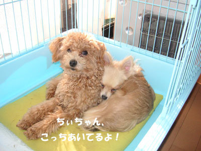 チャーリー＆りぼん