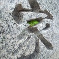 Photos: 墓石に・・・
