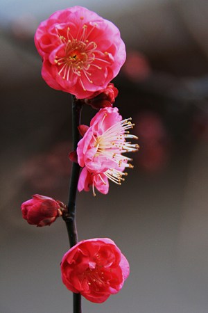 梅の花見っけ♪