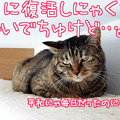120702-【猫アニメ】やる気にゃしにゃ・・・。