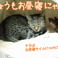 081029-2【猫アニメ】きょうもお昼寝にゃ！