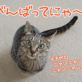 081217-【猫アニメ】勝手にゃニャンバー発表にゃ！