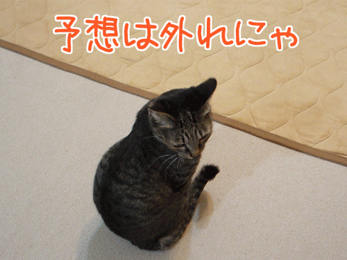 081219-2-【猫アニメ】特別ルールにゃ