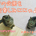 081221-次をお楽しみににゃ♪