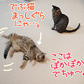 090105-ぽかぽかでゴロゴロにゃ～
