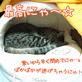 090109-【猫アニメ】ぽかぽかのふかふかにゃ～！