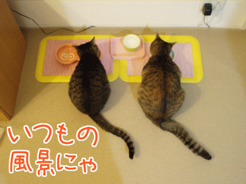 090123-【猫アニメ】気分転換にゃ！