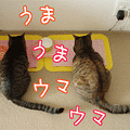 Photos: 090129-【猫アニメ】うまうまウマウマ