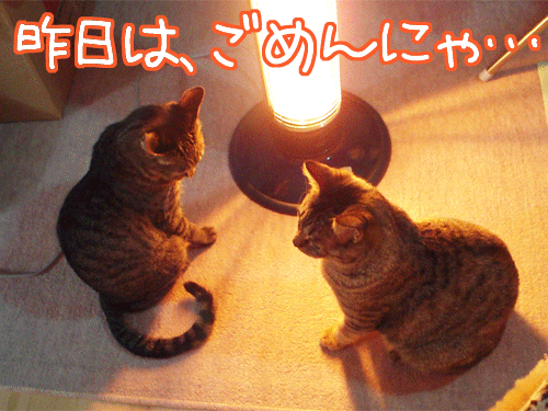 Photos: 090202-【猫アニメ】仲直りにゃ！？