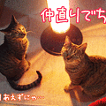 Photos: 090202-【猫アニメ】仲直りにゃ！？