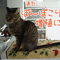 090323-【猫アニメ】ぽんぽこりー増殖にゃ～！