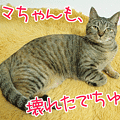 090418-【猫アニメ】ママちゃんが壊れたにゃ？！
