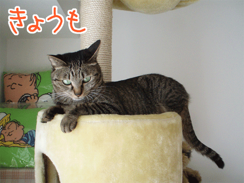 090419-【猫アニメ】開店休業にゃ～