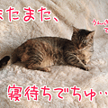090419-【猫アニメ】開店休業にゃ～