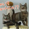 090422-にゃいすショットにゃ！？
