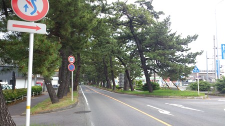 14052007_知立松並木