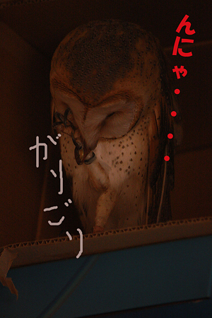 mame H21.5.10 1