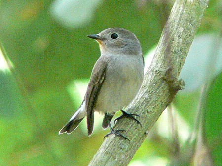 オジロヒタキ(Red Throated Flycatcher) P1190571_R