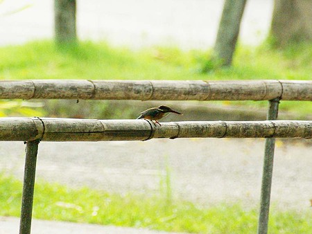 カワセミ(Common Kingfisher) IMGP47255_R