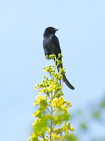 オウチュウ(Black Drongo) IMGP47367_R