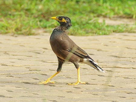 インドハッカ(幼鳥)(Common Myna) IMGP47390_R