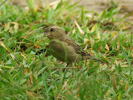 セアカスズメ(幼鳥)(Plain_backed Sparrow) IMGP47432_R