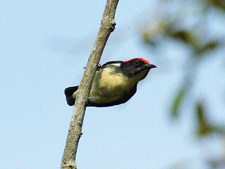 セアカハナドリ♂(Scarlet-backed Flowerpecker) IMGP48186_R
