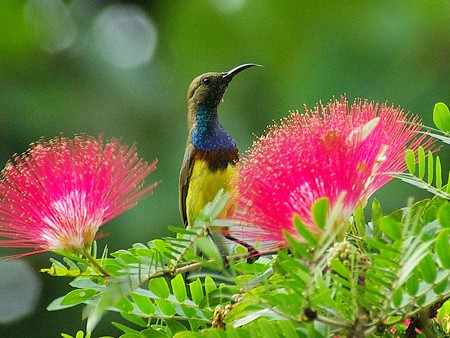 キバラタイヨウチョウ(Olive-backed Sunbird) IMGP48013_R