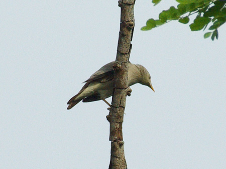 インドコムクドリ(Chestnut-tailed Starling) IMGP47923_R