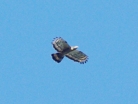 ハチクマ? (Oriental Honey-buzzard) IMGP48408_R(640)