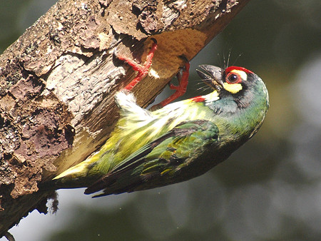 ムネアカゴシキドリ(Coppersmith Barbet) PA080290_R
