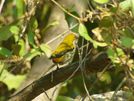 ムナフハナドリ(Yellow-vented Flowerpecker) IMGP9695_R