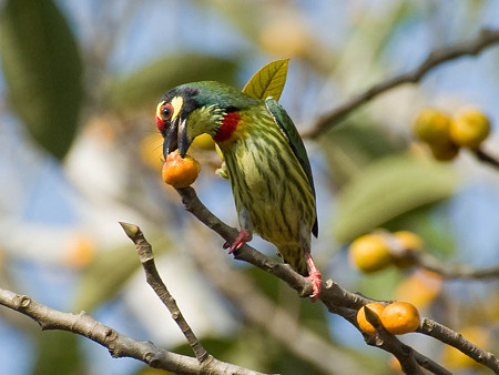 ムネアカゴシキドリ(Coppersmith Barbet) IMGP50715_R