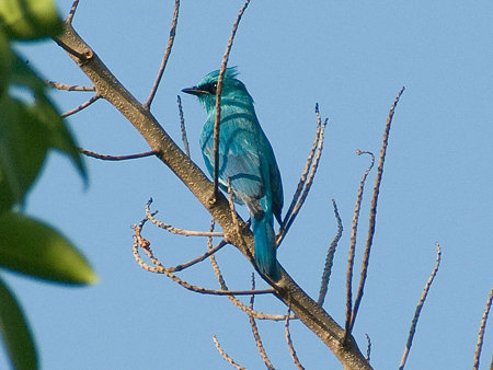 ロクショウヒタキ(Verditer Flycatcher) IMGP53491_R