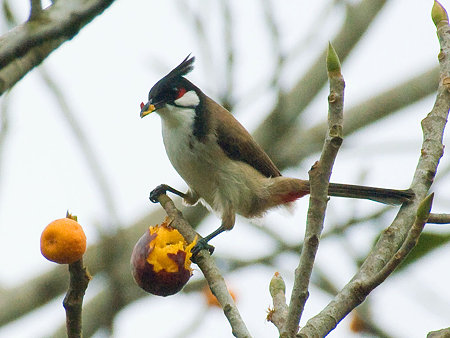 コウラウン(Red-whiskered Bulbul) IMGP4313_R