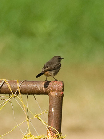 クロノビタキ(Pied Bushchat) IMGP54834_R