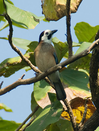 カケス(Eurasian Jay) IMGP55437_R