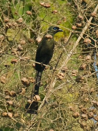 クロラケットオナガ(Racket-tailed Treepie) IMGP55357_R(800)