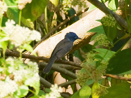 クロエリヒタキ♀(Black-naped Monarch) IMGP55681_R(800)