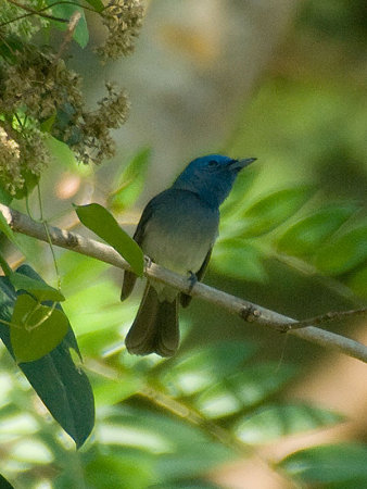 クロエリヒタキ♀(Black-naped Monarch) IMGP55906_R(800)