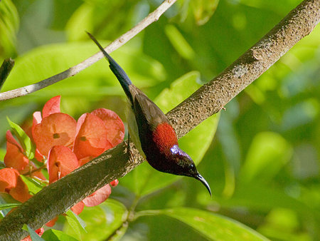 ムナグロタイヨウチョウ(Black-throated Sunbird) IMGP56260_R2