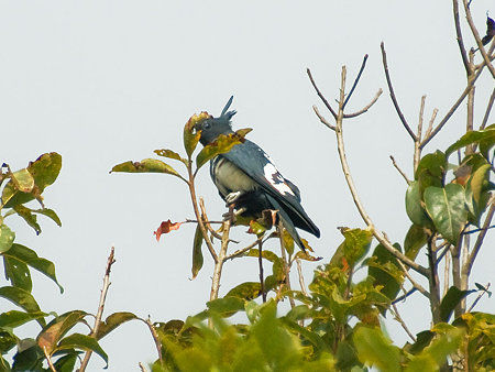 クロカッコウハヤブサ(Black Baza) IMGP56289_R2