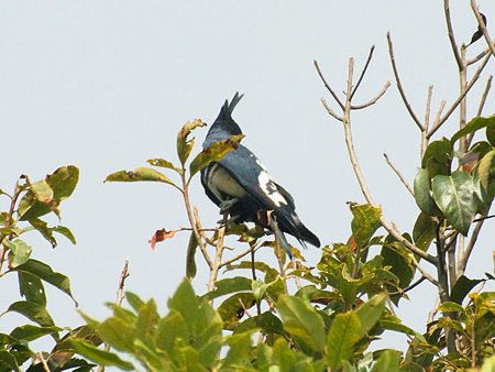 クロカッコウハヤブサ(Black Baza) IMGP56288_R2