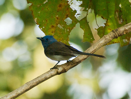 クロエリヒタキ♀(Black-naped Monarch) IMGP56357_R