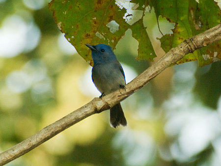 クロエリヒタキ♀(Black-naped Monarch) IMGP56355_R
