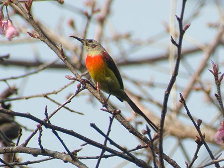 ルリオタイヨウチョウ(Gould's Sunbird) IMGP56653