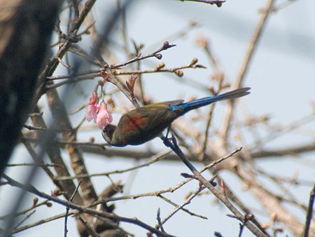 ルリオタイヨウチョウ(Gould's Sunbird) IMGP56655