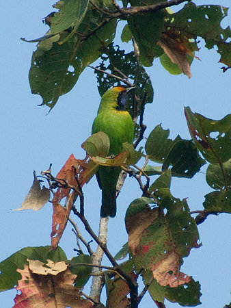 キビタイコノハドリ(Golden-fronted Leafbird) IMGP57300_R