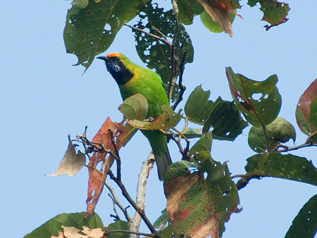 キビタイコノハドリ(Golden-fronted Leafbird) IMGP57299_R