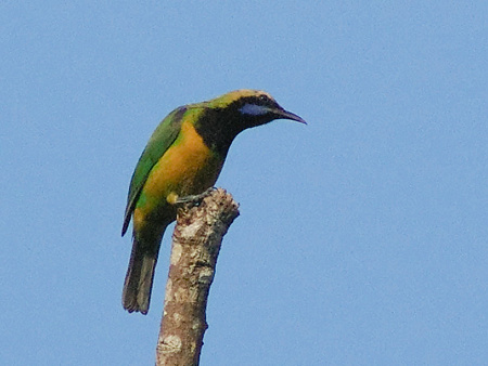 アカハラコノハドリ(Orange_bellied Leafbird) IMGP22476_R(LR+NI)